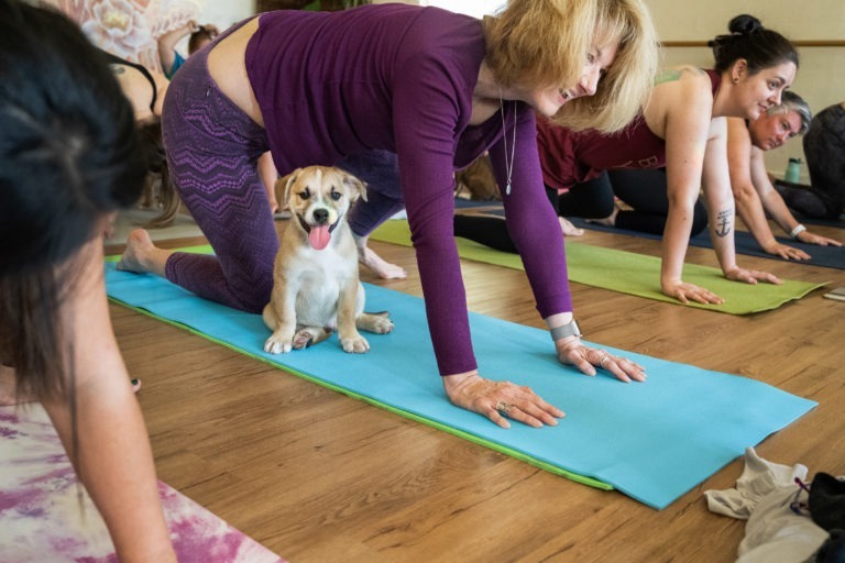 Read more about the article Business Storytelling: Puppy Yoga at her Elevated with Front Street Animals