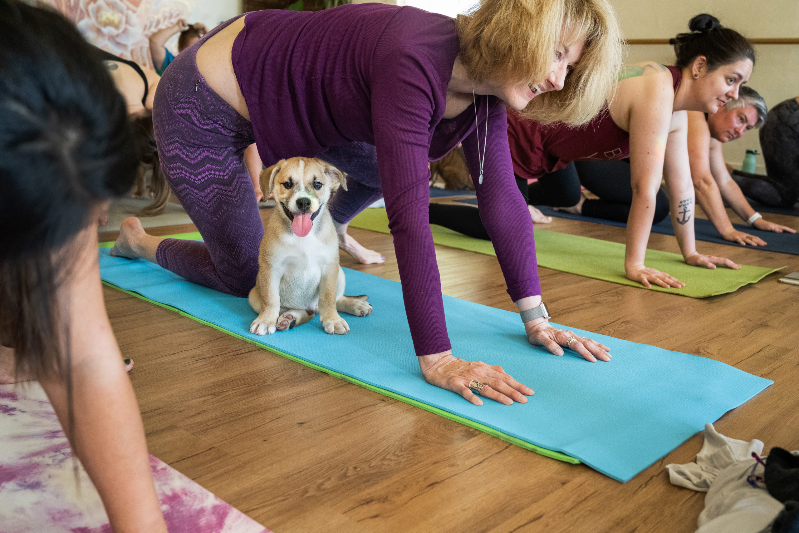 Business Storytelling: Puppy Yoga at her Elevated with Front Street Animals  – Stacey Doyle Photography Blog